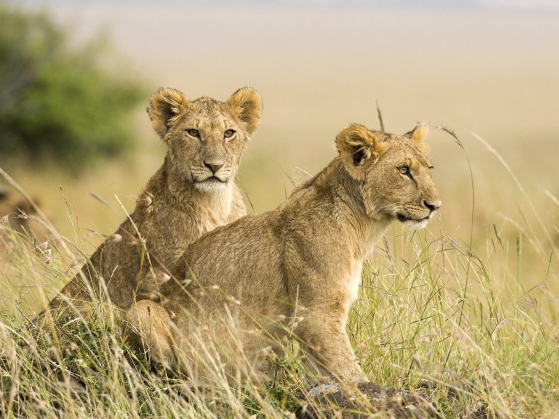 African Lion Cubs Wallpaper