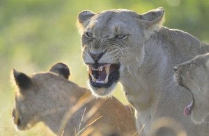 Angry Lioness Wallpaper