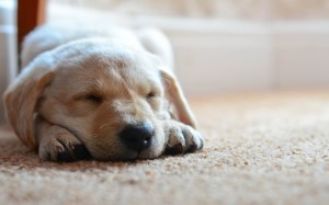Animals 123
