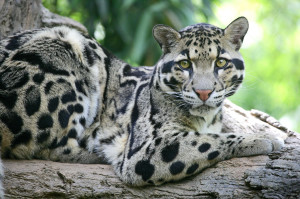 Clouded Leopard, Nashville Zoo At Grassmere, Nashville, Tennesse