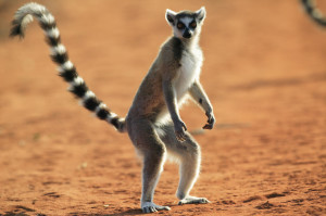 Ringed Tailed Lemur / Maki Catta / Lemur Catta