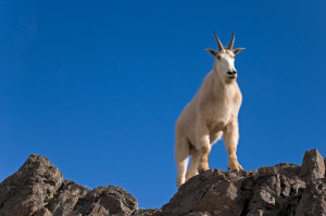 Mountain Goat, Klahhane Ridge, Olympic National Park