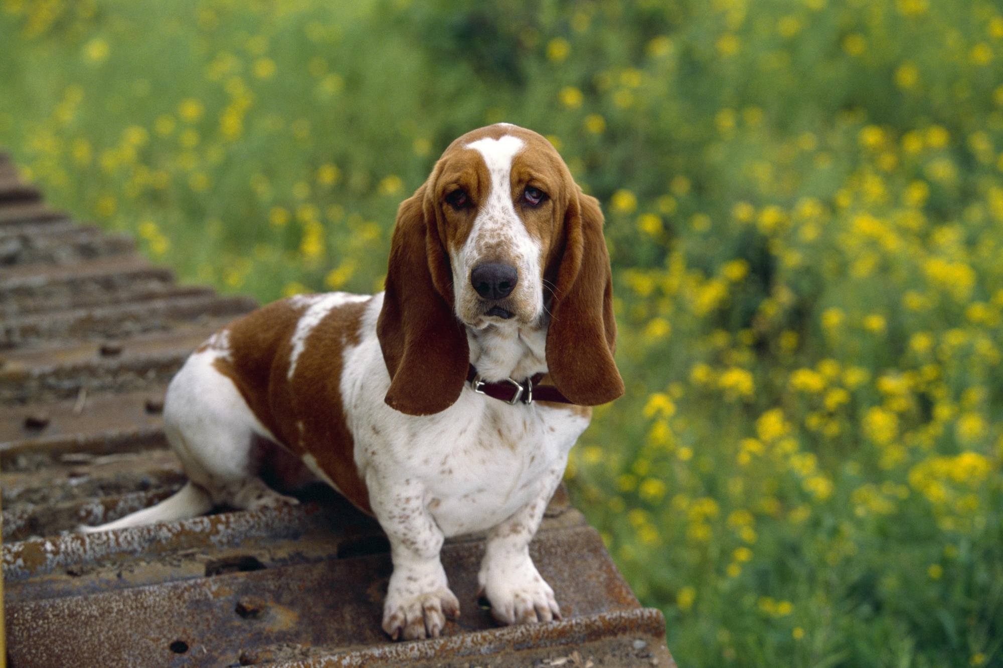 Собаки средние с длинными ушами. Бесенхаунт порода собак. Собаки средние с длинными ушами. Американская такса рыжая. Собаки средние с длинными ушами.