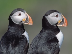 Atlantic Puffins