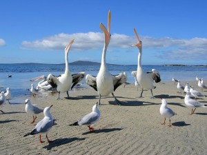 Beggars, Pelicans And Seagulls