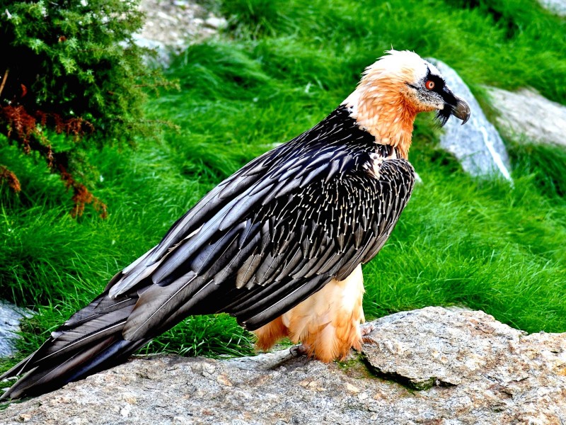 Bird of Prey Wallpaper (Hawk)