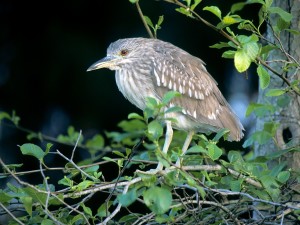 Black Crowned Night Heron