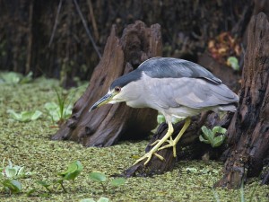 Black Crowned Night Heron Fishing, Corkscrew Swamp Sanctuary, Florida