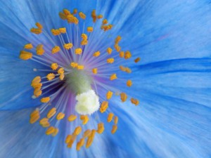 Blue Poppy Wallpaper