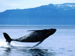 Breaching Humpback Whale Wallpaper