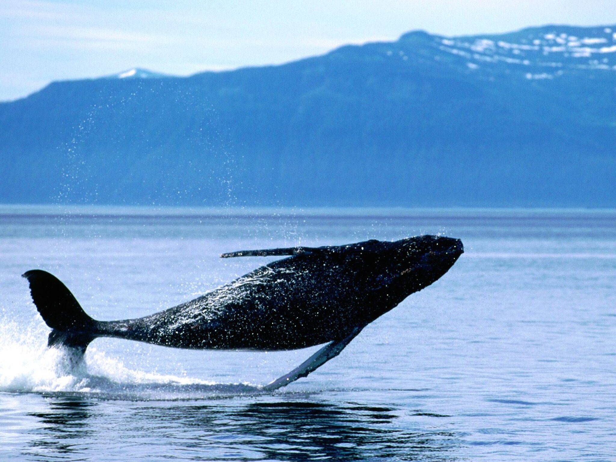 Жизнь синих китов. Кит Кашалот Касатка. Гренландский кит. Горбатый кит. Горбач синий кит Кашалот.