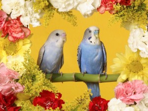 Budgerigars