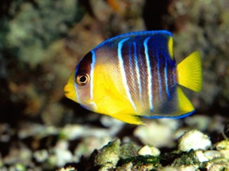 Caribbean Blue Angelfish Mexican Gulf HD Wallpaper