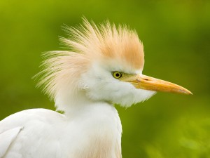 Cattle Egret, Florida