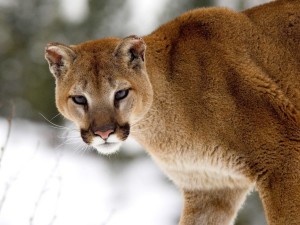 Cougar Wallpaper