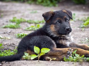 Cute German Shepherd Wallpaper