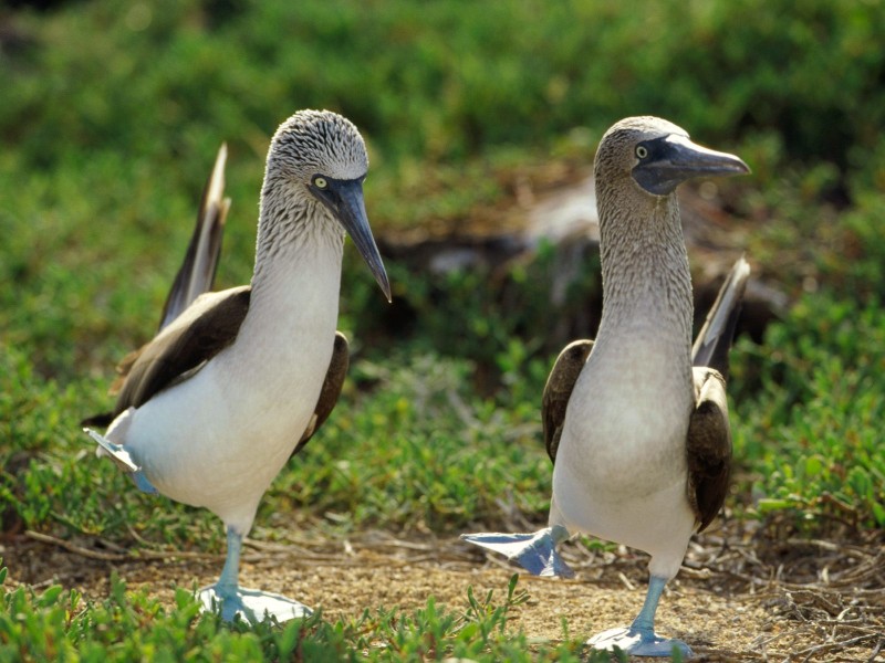 Dancing Blue Footed Boobies