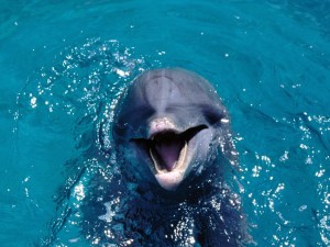 Dolphin Talking Wallpaper