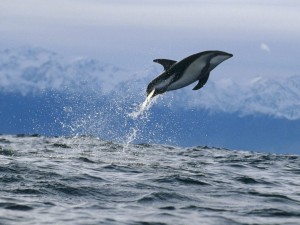 Dusky Dolphin New Zealand Wallpaper