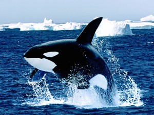 Emerging Killer Whale Wallpaper