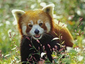 Firefox, Red Panda