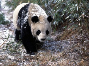 Giant Panda In Winter