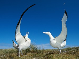 Gibson’s Wandering Albatross, New Zealand