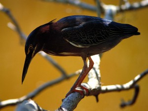 Green Heron, Everglades National Park, Florida