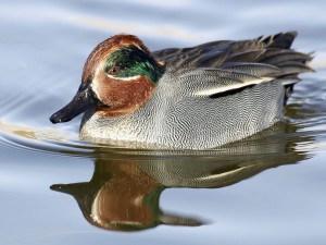 Green Winged Teal