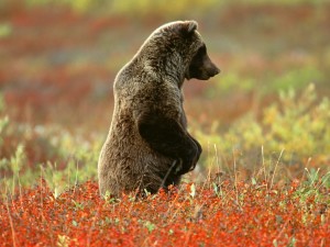 Grizzly Bear, Denali National Park, Alaska