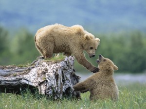 Grizzly Siblings At Play, Katmai National Park And Preserve, Alaska