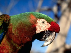 Hybrid Macaw