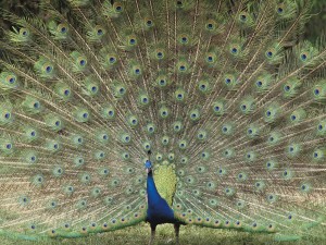 Indian Peafowl, Children’s Zoo, Saitama, Japan