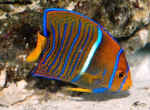 Juvenile King Angelfish Wallpaper