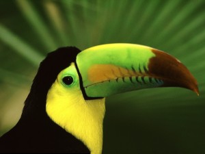 Keel Billed Toucan