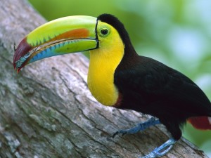 Kell Billed Toucan, Barro Colorado Island, Panama