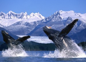 Killer Whales Wallpaper