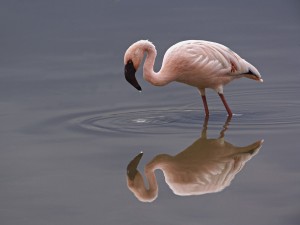 Lesser Flamingo, Lake Nakuru National Park, Kenya