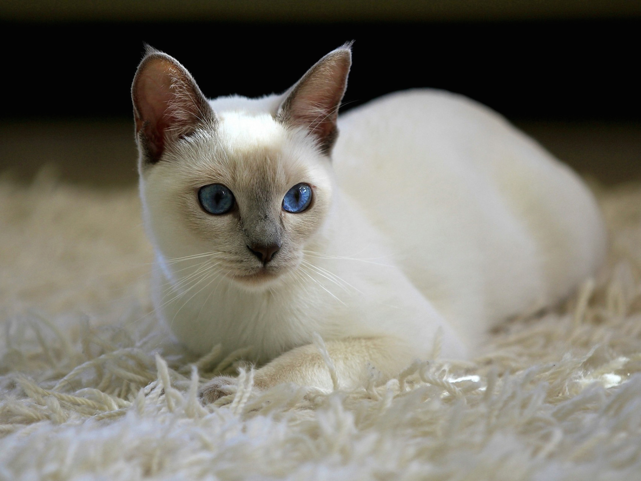 Siamese Kitten Wallpaper blue-tabby-point-siamese-male-cat-photo-wp16659