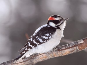 Male Downy Woodpecker Wallpaper