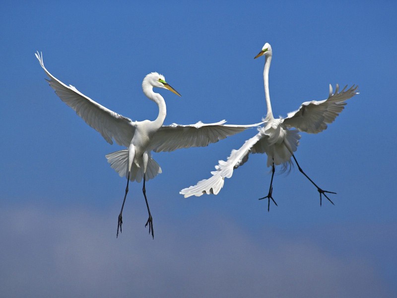 Male Great Egrets Fighting In Flight, Venice, Florida