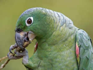 Mealy Parrot, Amazon Rainforest, Peru