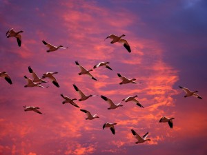 Migrating Snow Geese, Skagit Flats, Washington