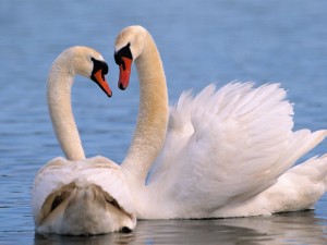 Mute Swans