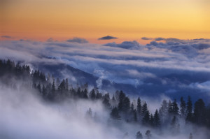 Trees In Fog At Sunset In Yosemite