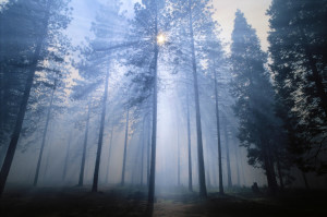 Smoke Rays From A Forest Fire, Horizontal Landscape In Forest