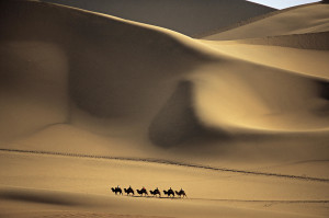 Camel Caravan Crossing Desert