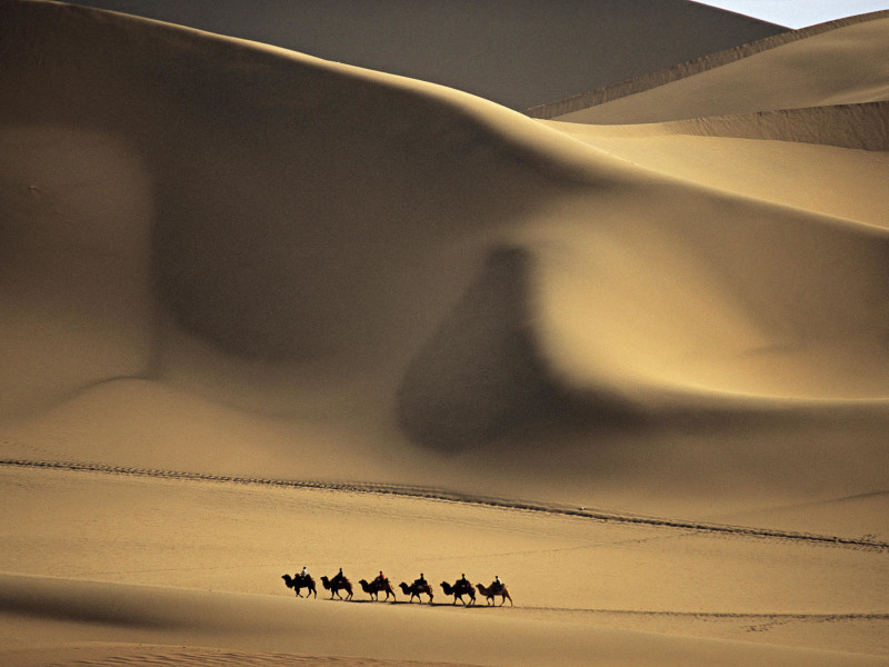 Camel Caravan Crossing Desert