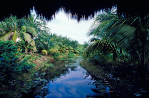 Lush Nature Trees Stream