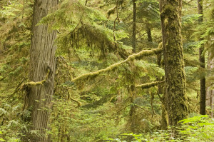 Old Growth Rainforest In Pacific Rim National Park, Vancouver Island, British Columbia, Canada